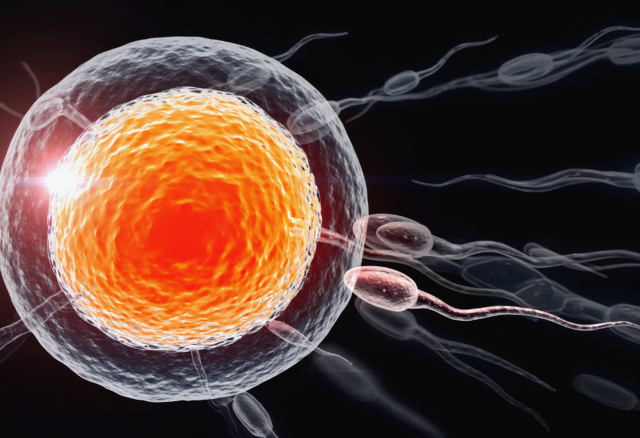 diagram of sperm going toward egg